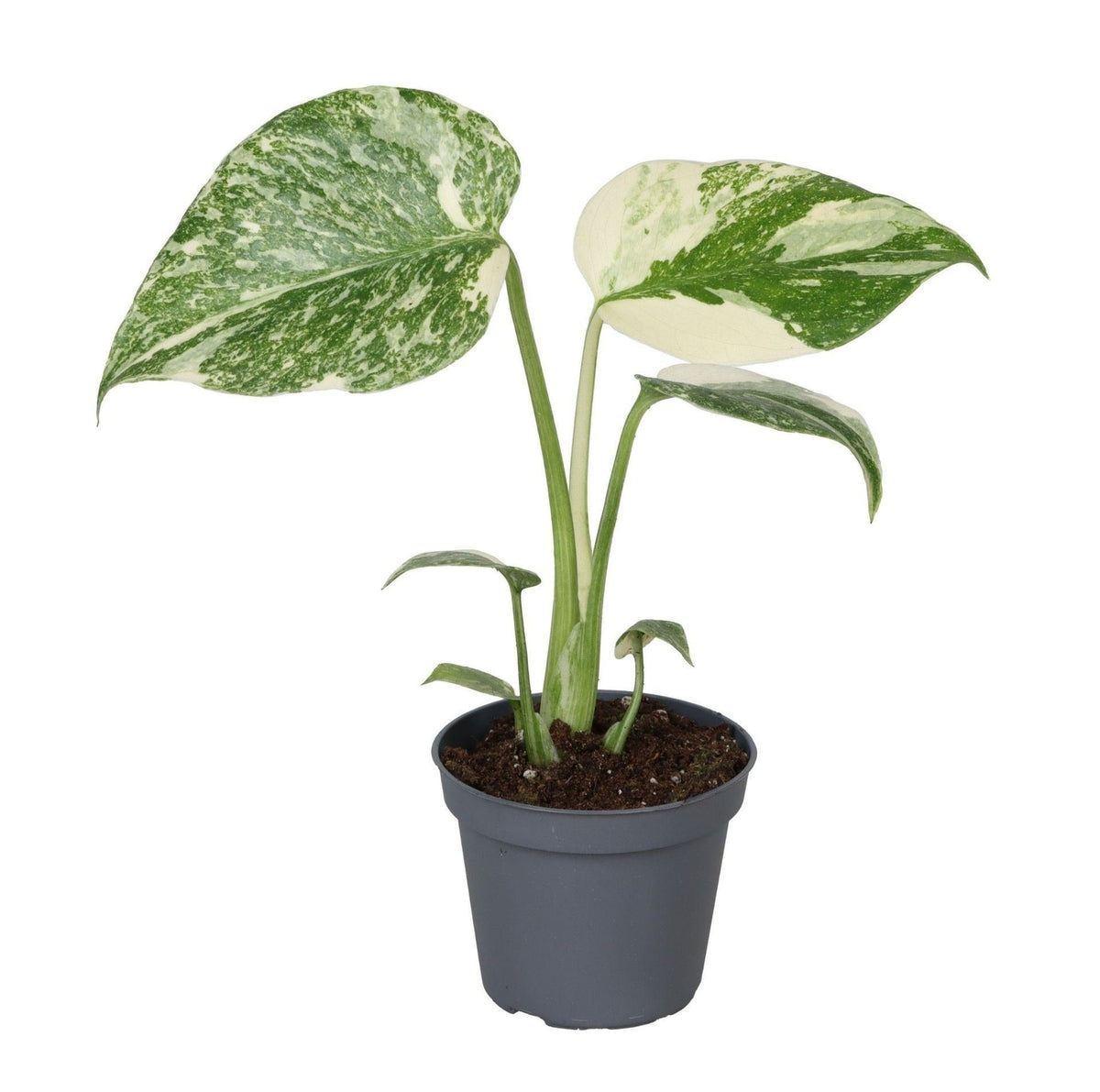 Monstera 'Crème Brûlée', bonte gatenplant, babyplant, plant in pot