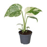 Monstera Creme Brulee - Monstera Creme Brulee - Groen - Creme - Tropisch - Ø6cm - ↕14cm