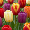 Triomftulpen mix bloembollen, Triumph mix
