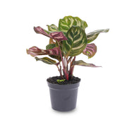 Calathea makoyana, pauwenplant voor terrarium