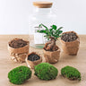 DIY Planten terrarium met licht - Milky Bonsai - Zonder gereedschap
