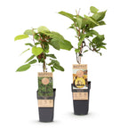 Kiwiplant Weiki & Golden Kiwi, groene bladeren