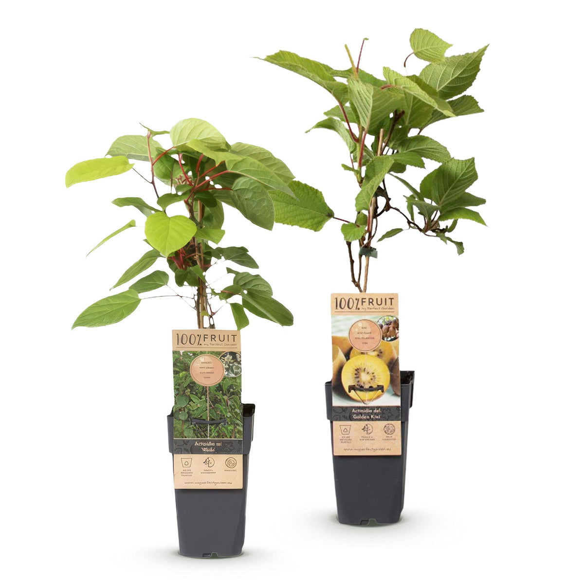 Kiwiplant Weiki & Golden Kiwi, groene bladeren
