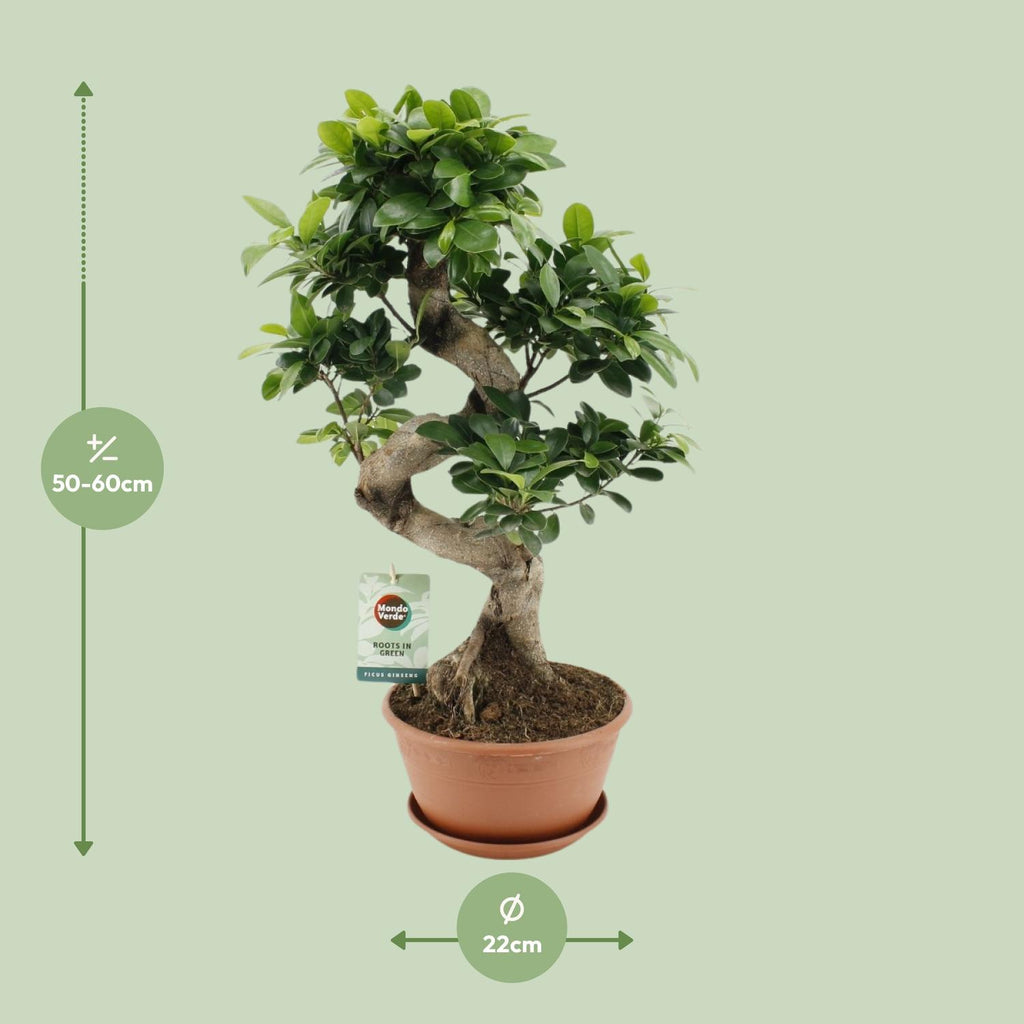 Ficus Ginseng, detail van het blad