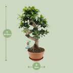 Ficus Ginseng, detail van het blad