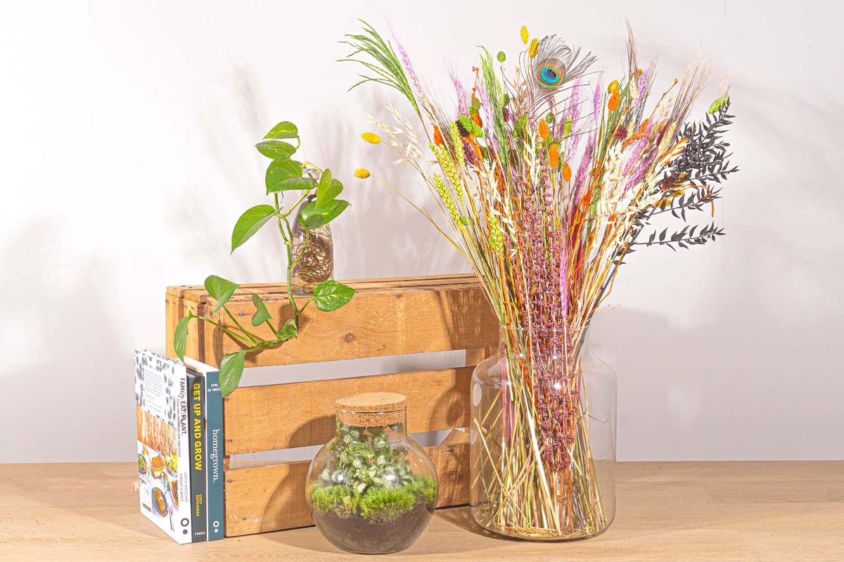 Productafbeelding van Pureplant