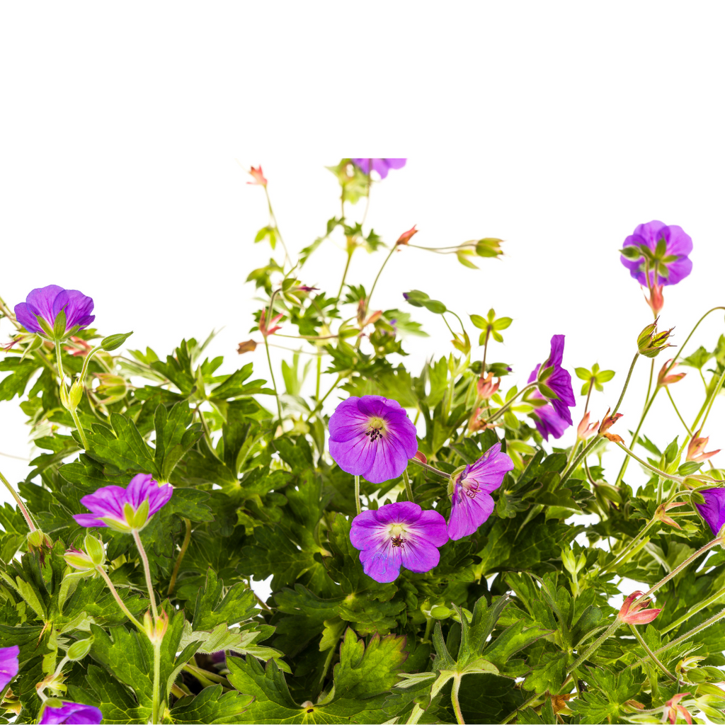 Geranium Rozanne Purple, detail van het blad