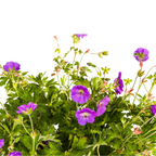 Geranium Rozanne Purple, detail van het blad