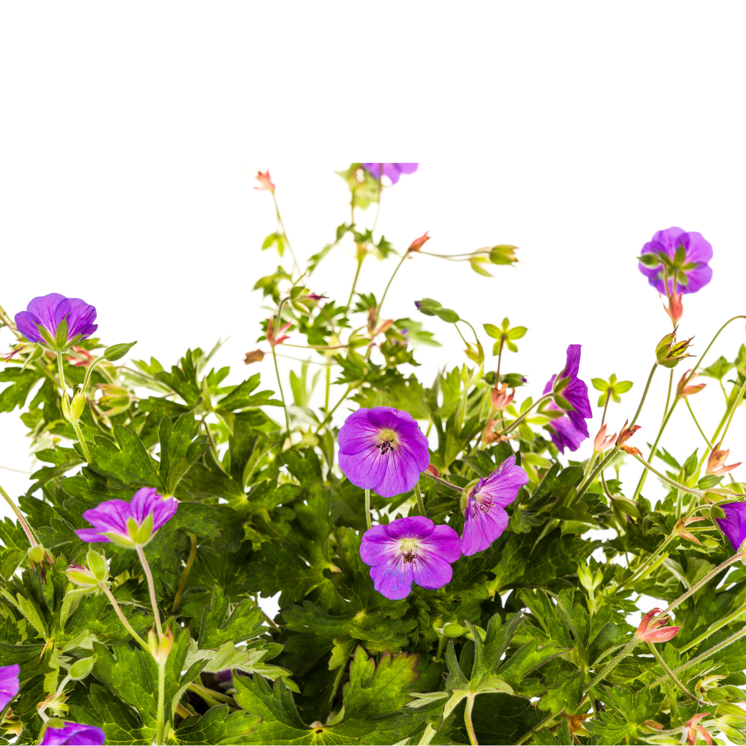Geranium Rozanne Purple, detail van het blad