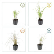 Calamagrostis acut. &