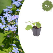Brunnera macrophylla