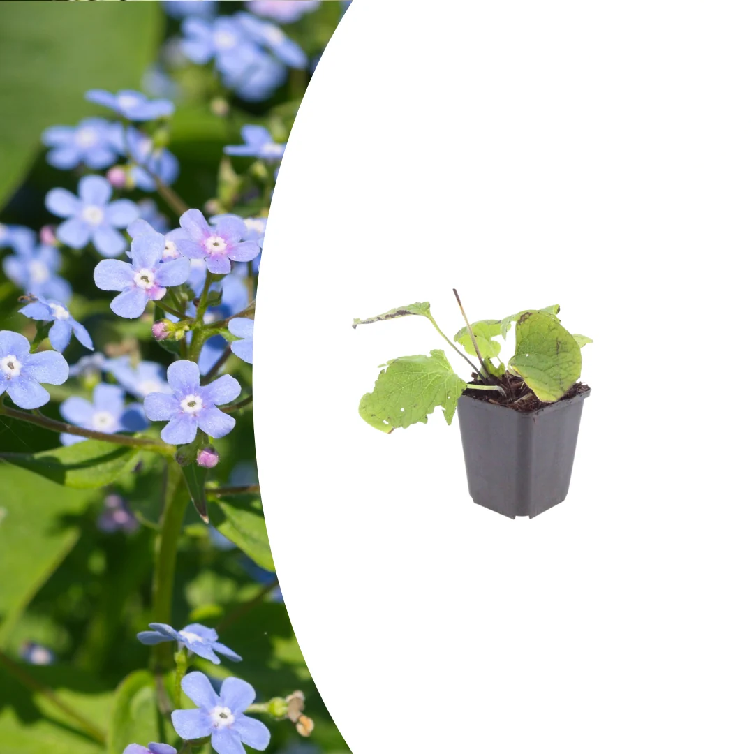 Brunnera macrophylla, plant in pot