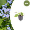 Brunnera macrophylla