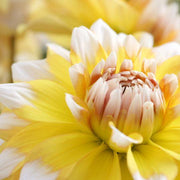 Dahlia &
