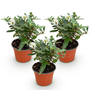 3x Buddleja davidii Butterfly Candy Little White