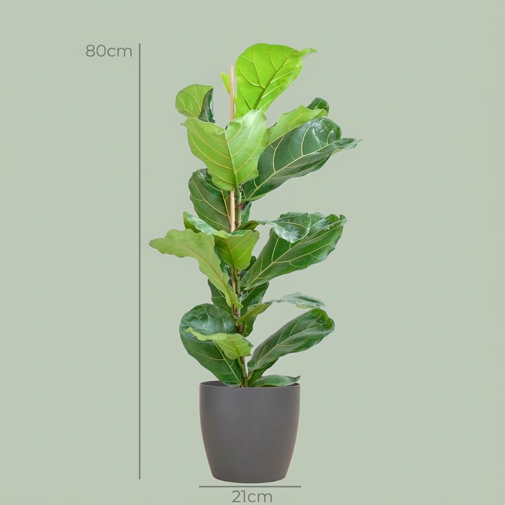 Ficus Lyrata met grijze pot, groene bladeren