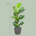 Ficus Lyrata met grijze pot, groene bladeren