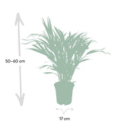Dypsis lutescens, areca goudpalm, 60 cm hoog