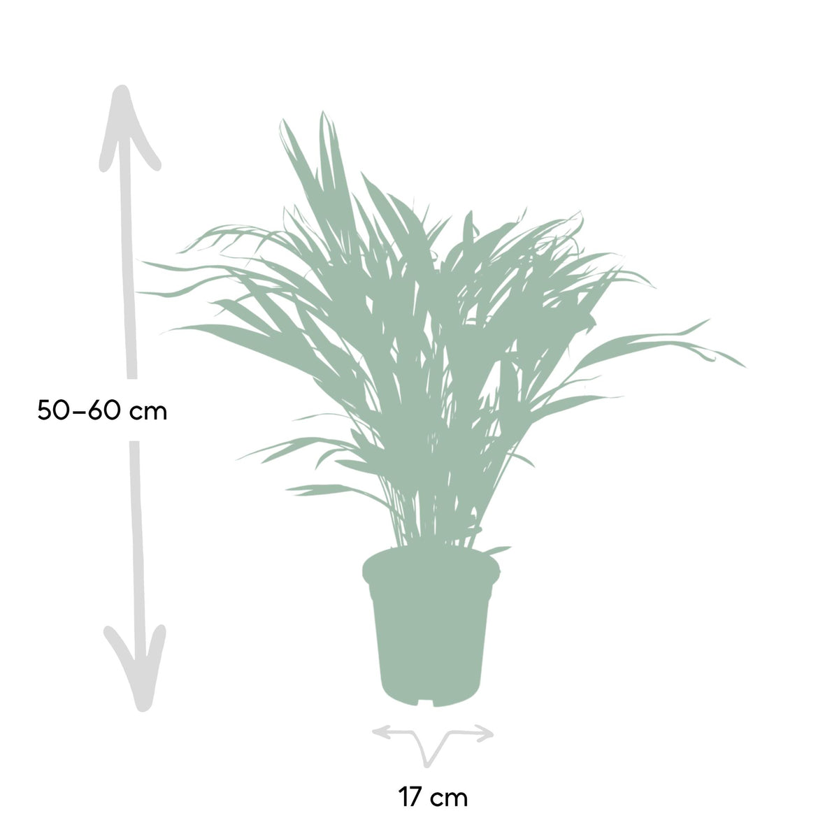 Detailfoto van Dypsis lutescens, areca goudpalm, 60 cm hoog