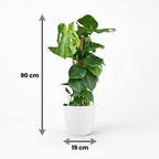 Monstera Deliciosa mosstok met witte pot, groeiwijze van de plant