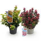 Leucothoe Curly Duo, detail van het blad