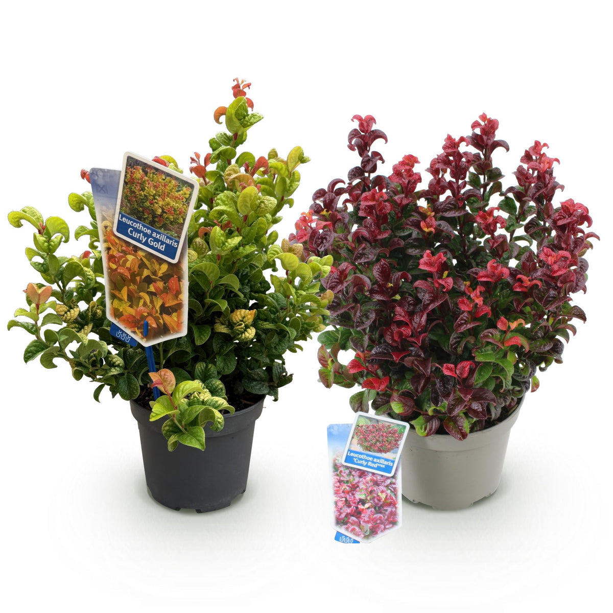 Leucothoe Curly Duo, detail van het blad