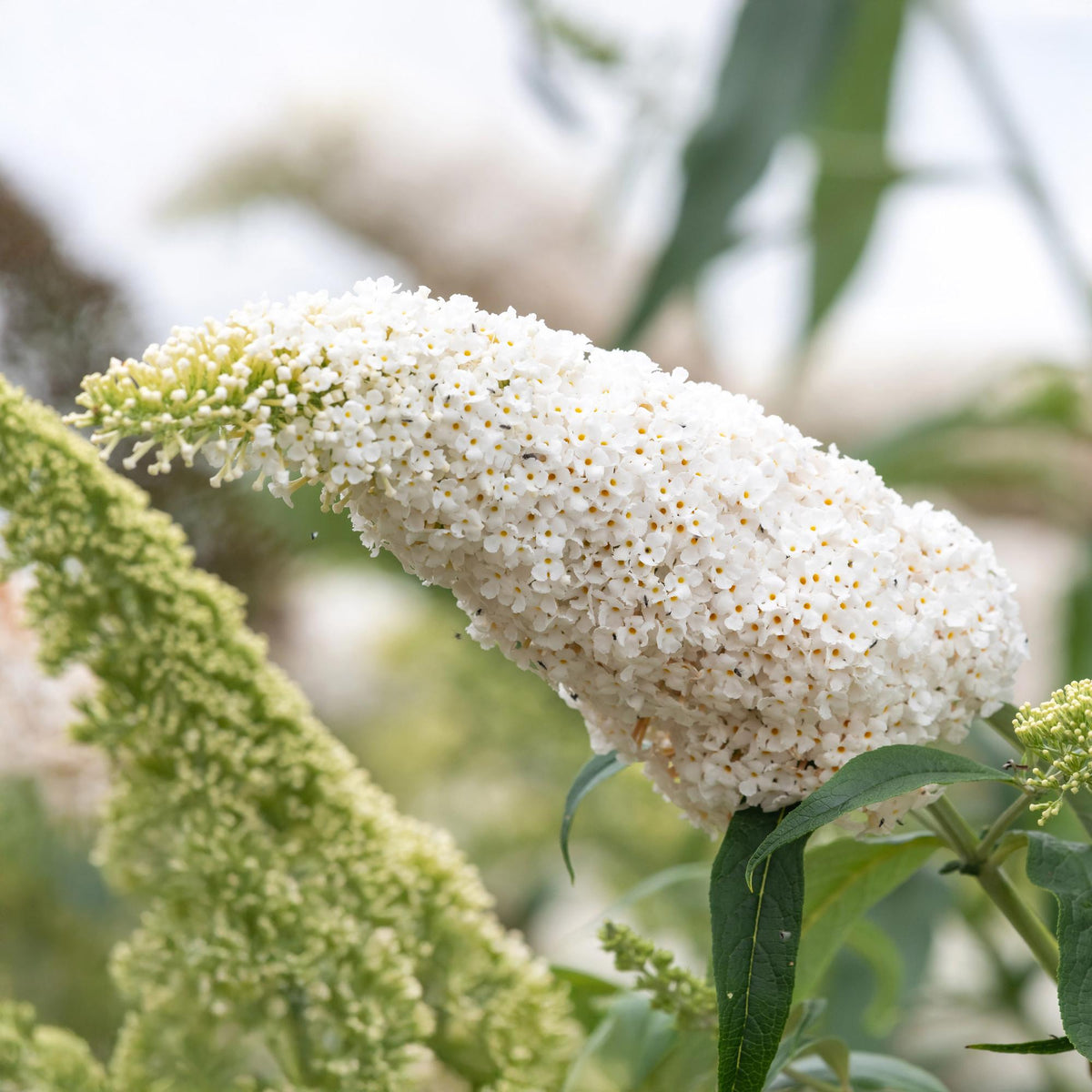 Buddleja davidii White Profusion, groene bladeren