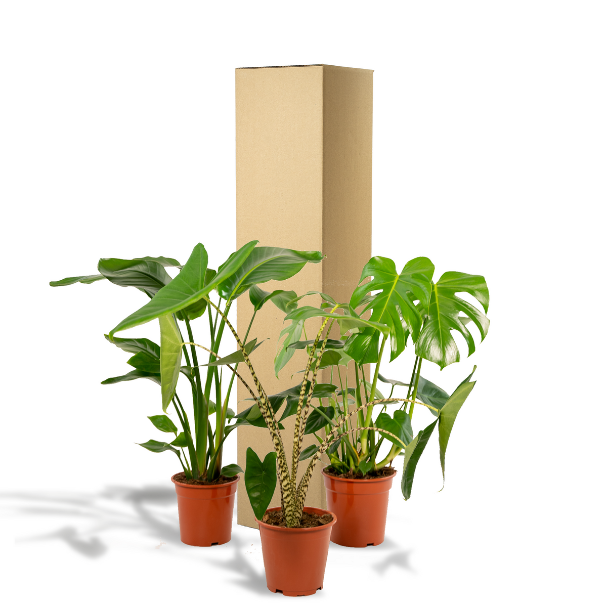 Detailfoto van Monstera Deliciosa