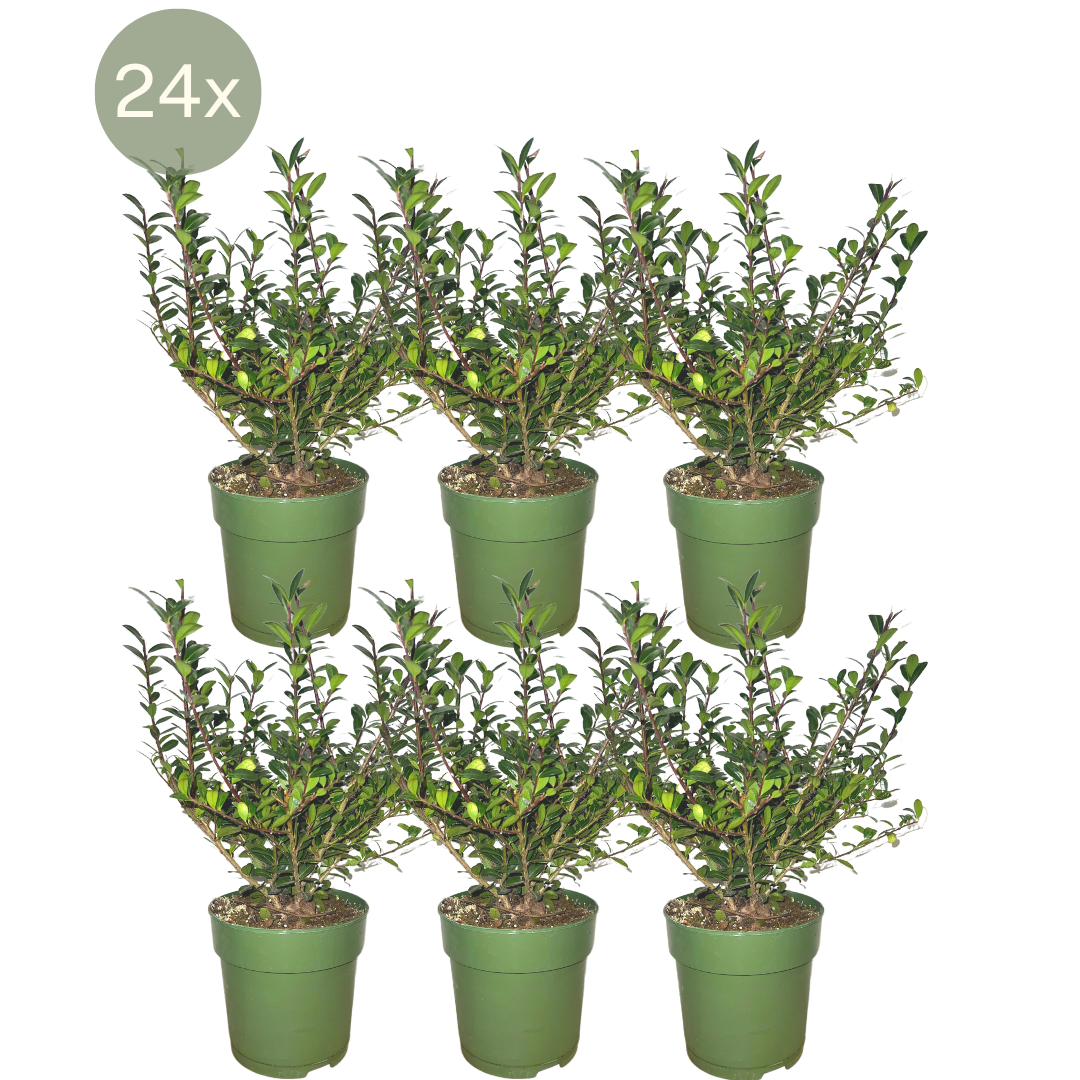 Detailfoto van 24 x Ilex crenata 'Jenny' ®