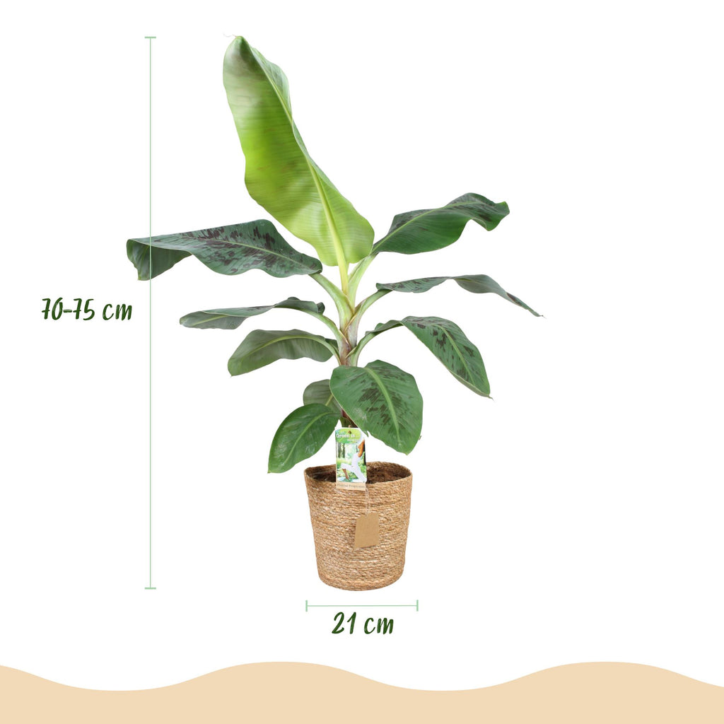 Musa acuminata Dwarf Cavendisch, groene bladeren