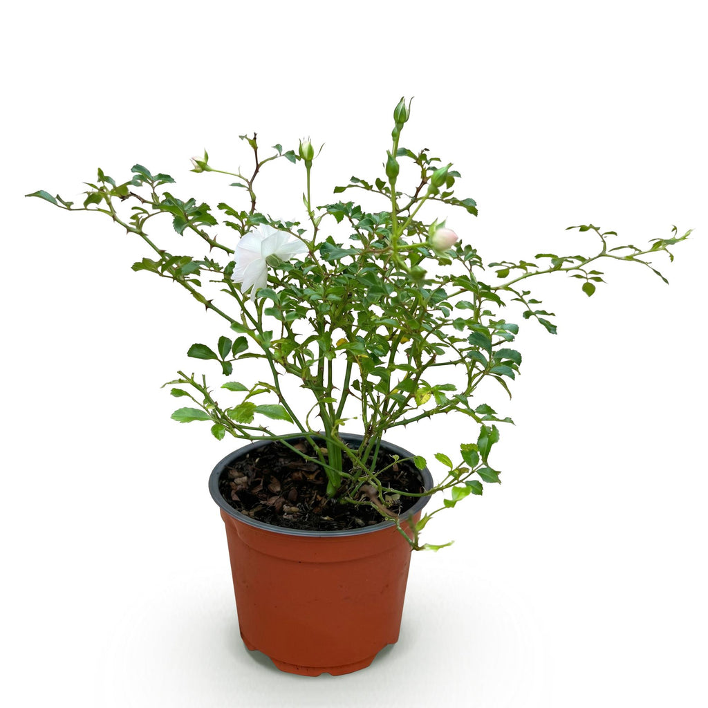 Bodembedekkende roos White Fairy, witte bloemen, plant in pot