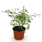 Bodembedekkende roos White Fairy, witte bloemen, plant in pot