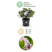 Bloeiende buxusvervanger Bloombux Light Pink