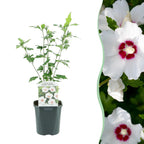 Hibiscus syriacus Red Heart, plant in pot