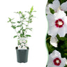 Hibiscus syriacus Red Heart