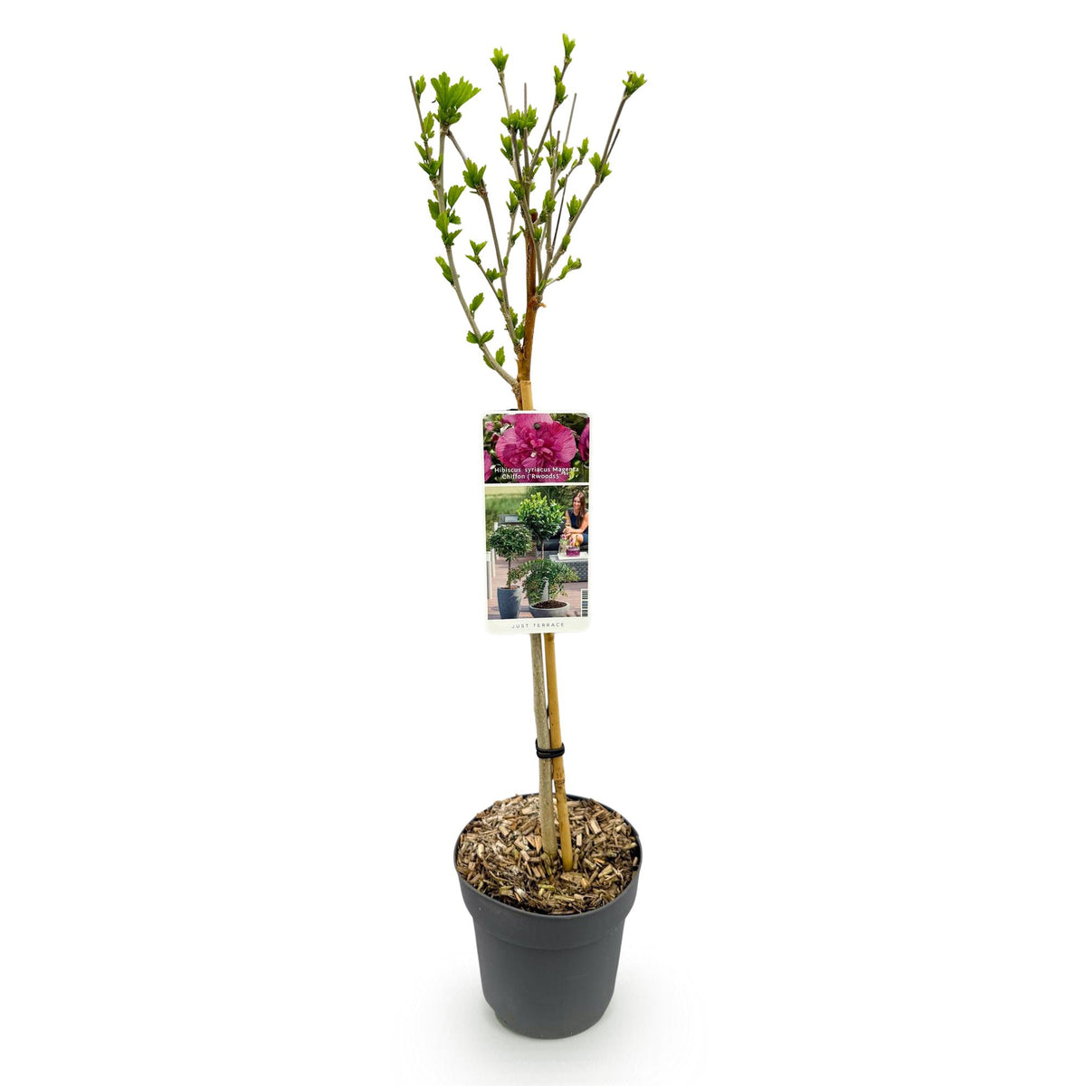 Hibiscus syriacus Magenta Chiffon®, kenmerkend blad