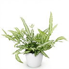 Pteris cretica Albolineata met witte pot, plant in kweekpot