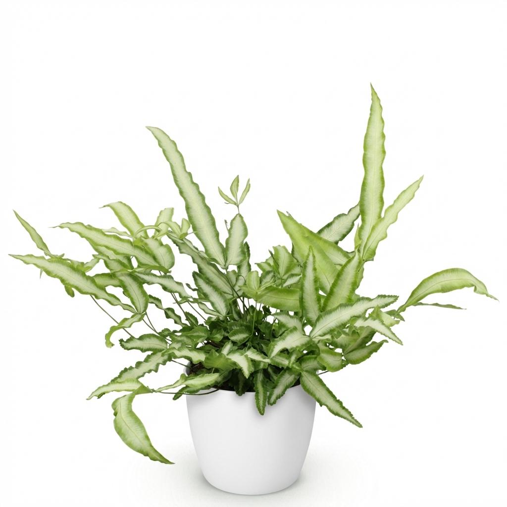 Pteris cretica Albolineata met witte pot, plant in kweekpot