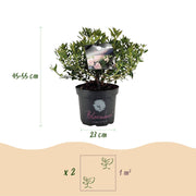 Rhododendron Bloombux &