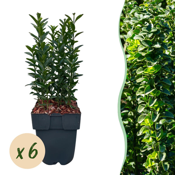 Kardinaalsmuts Green Spire, 40 cm hoog, 6 planten