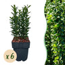Euonymus japonica Green Spire