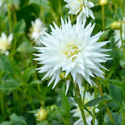Dahlia &