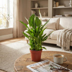 Spathiphyllum, plant in pot