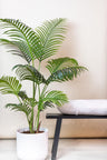 Kunstplant - Howea Forsteriana