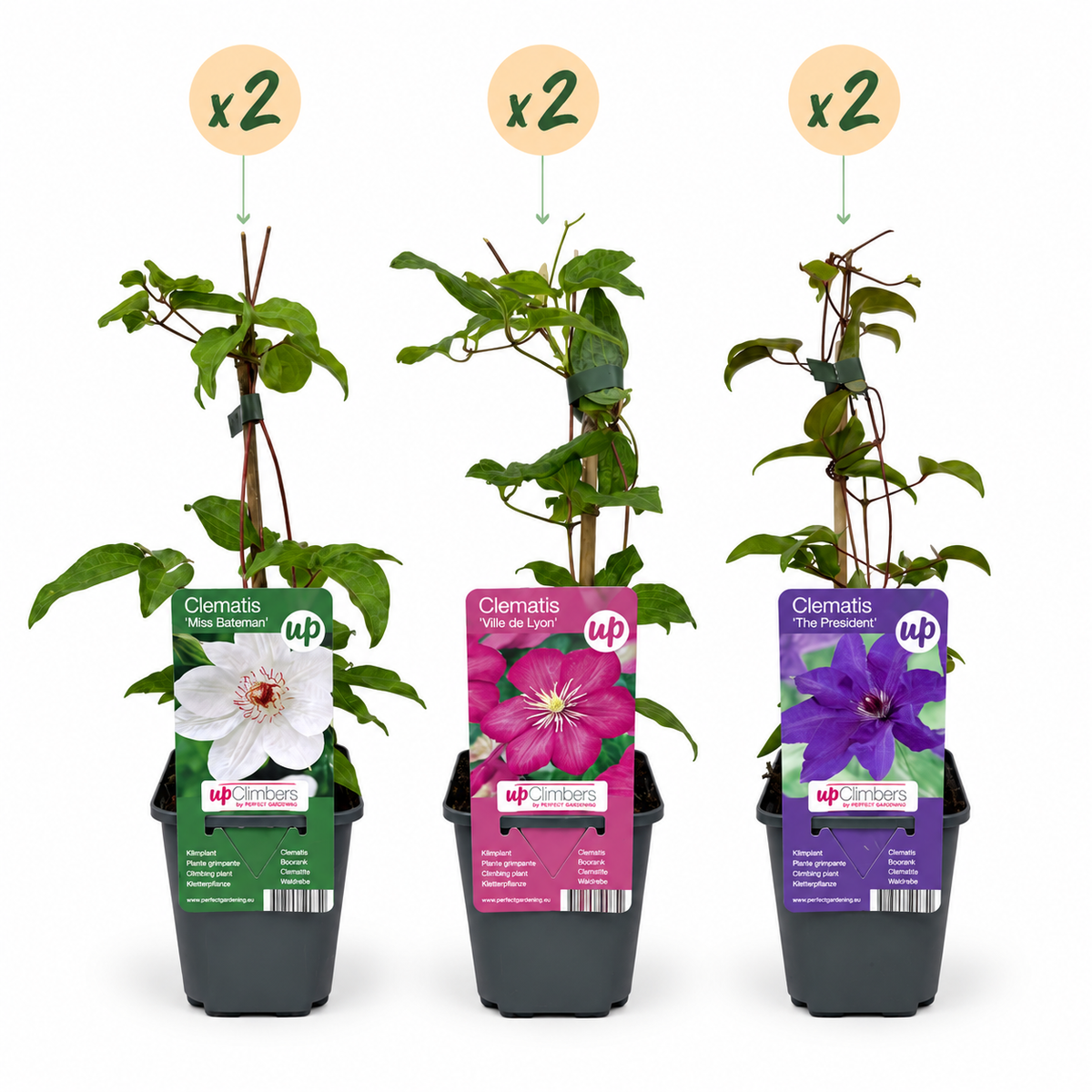 Clematis tricolour mix, driekleurige bosrank, detail van het blad