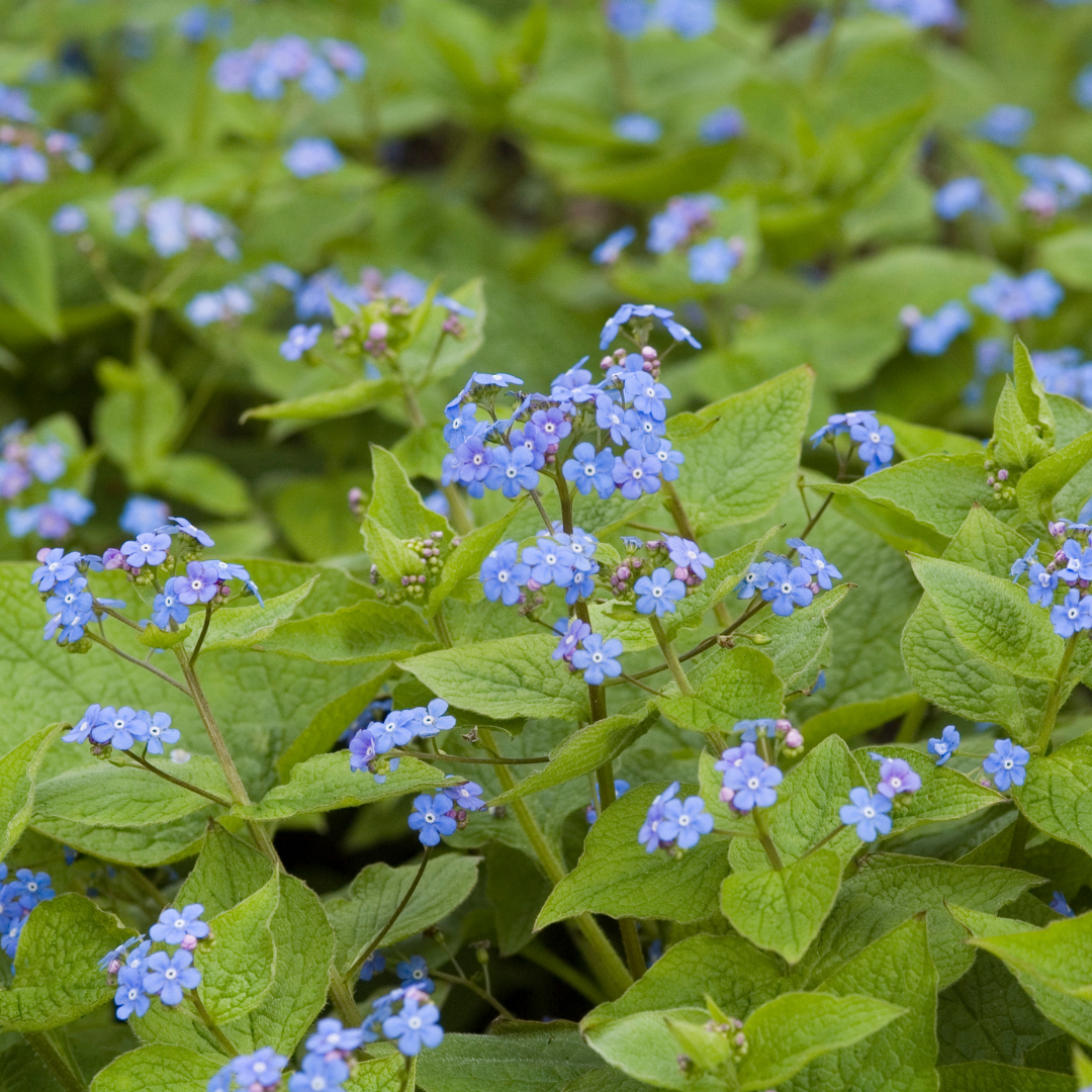 Brunnera macrophylla, groene bladeren