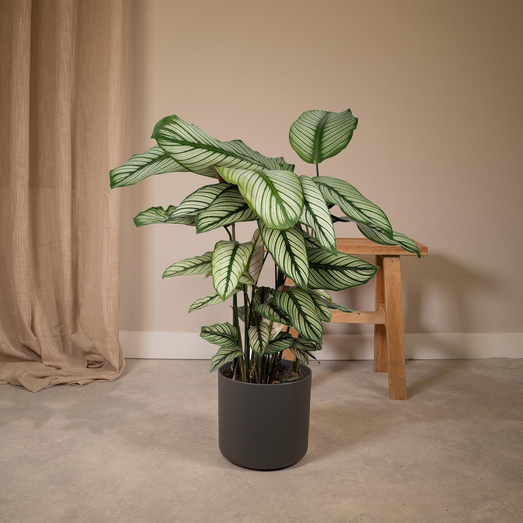 Productfoto van Calathea Whitestar - Pauwenplant