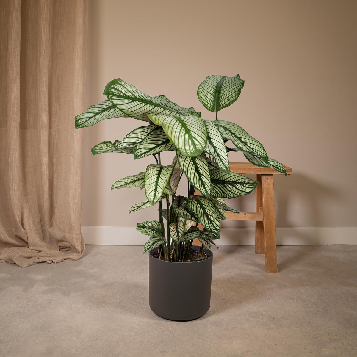 Productfoto van Calathea Whitestar - Pauwenplant