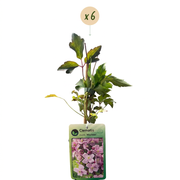 Clematis montana &