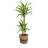 Dracaena Deremensis White Stripe met mand